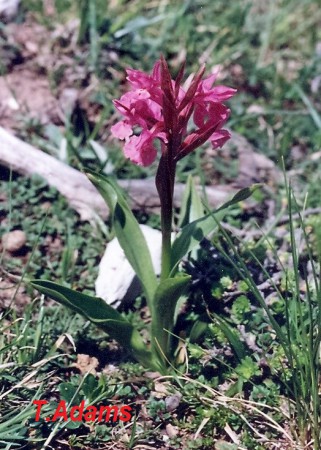 Orchis